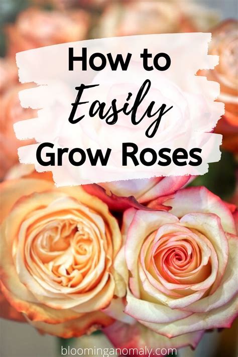 How Tall Do Patio Roses Grow Patio Ideas