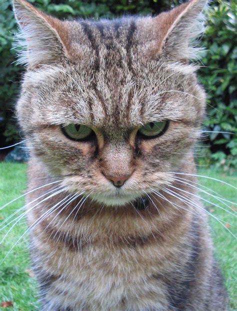 Angry Cat Glossy Poster Picture Photo Kitten Kitties Cute