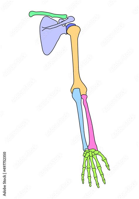 Scientific Designing Of Human Arm Bones Anatomy Body Bones Diagram