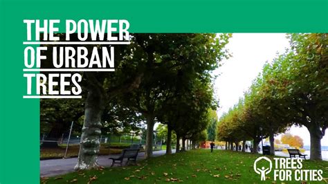 The Power Of Urban Trees Youtube