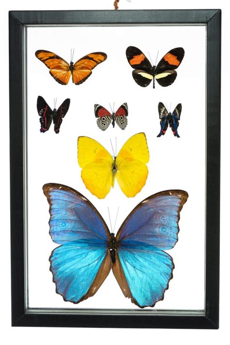 Real Butterfly Framed Wall Art Free Shipping 7 Count Real Framed