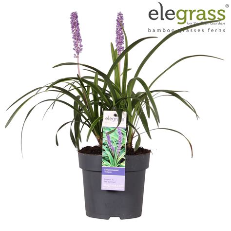 Liriope Muscari Variegata — Plant Wholesale Floraccess