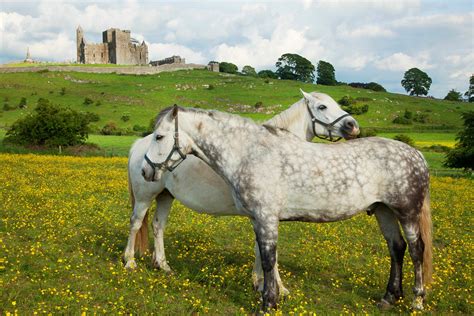 Horses Of Rock Of Cashel Ireland