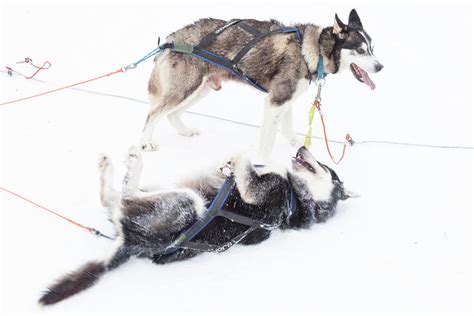 Arctic Sled Dogs 03 Photograph By Richard Nixon Pixels