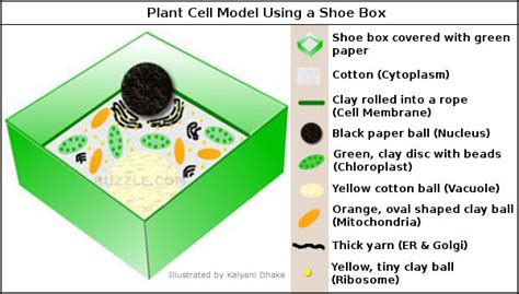 He is making a plant cell. Incredibly Creative Tips on How to Make a Plant Cell Model ...