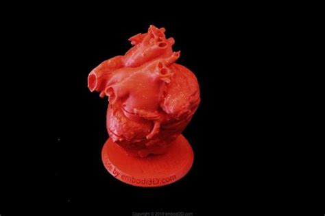 3d Printable Human Heart Model With Stackable Slices Short Axis View