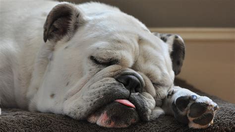 The cat was probably sleeping there before the dog got there and took the cat's spot. White Bulldog Sleeping Photo | HD Wallpapers