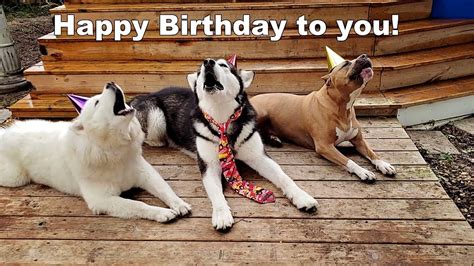 Dog Singing Happy Birthday Birthday Party