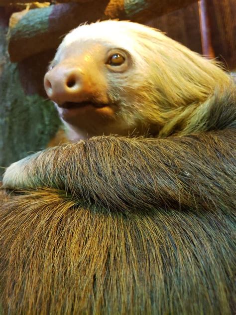 Sloth Slow Moving Animal Stock Photo Image Of Moving 183233414