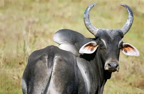 Pictures Of Pregnant Zebu Cows All About Cow Photos