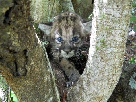 A baby florida panther just a couple of days old trying to walk. Vehicle kills endangered Florida panther kitten