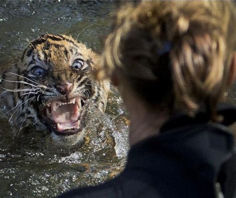 Extreme Porn Of Woman Having Sex With A Tiger Was Actually A Man In A