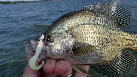 Fishing For Ice Out Crappies Northland Fishing Tackle