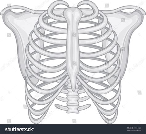 Rib Cage Costochondritis Symptoms And Treatment Musculoskeletal