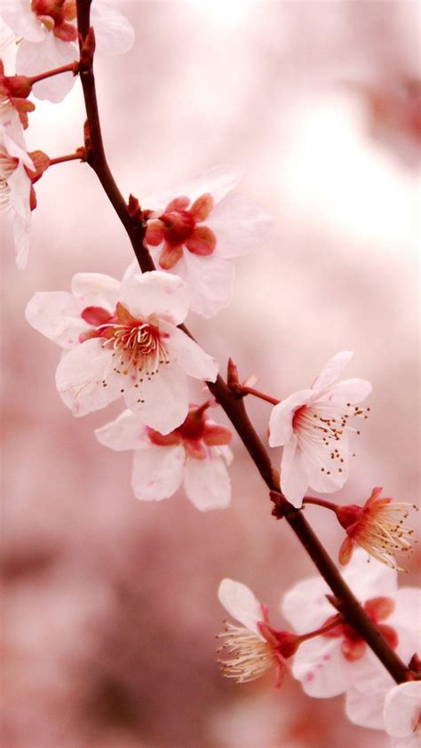 Japanese Cherry Blossom Iphone Wallpapers Top Free Japanese Cherry