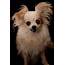 Shanaya  Small Female Chihuahua Mix Dog In VIC PetRescue