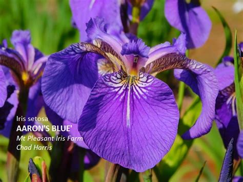 Iris Setosa Aaron S Blue Mt Pleasant Iris Farm