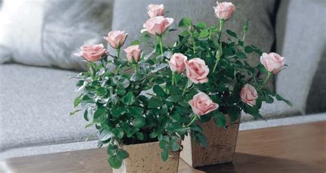 My one i put outside is still alive. Care Tips for Fabulous Miniature Roses | My Garden Life