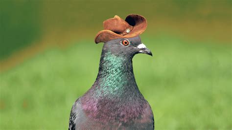 Pigeons In Cowboy Hats Appear In Las Vegas Gq
