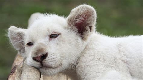 Albino Lion Cub Stock Image Image Of Offspring Reserve 94755785