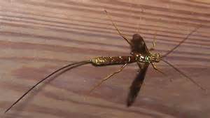 Long Stinger Wasp Megarhyssa Macrurus Bugguidenet