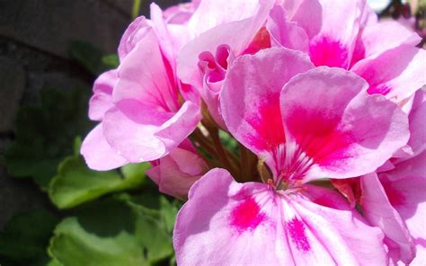 Daarnaast zijn bloeiende binnenplanten erg leuk om cadeau te geven. Prachtige roze bloemen - Mooie Achtergronden