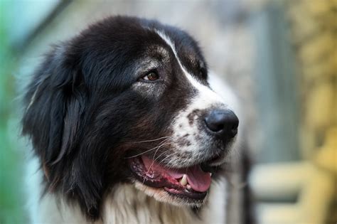 Bukovina Shepherd The Romanian Household And Livestock Protector 3