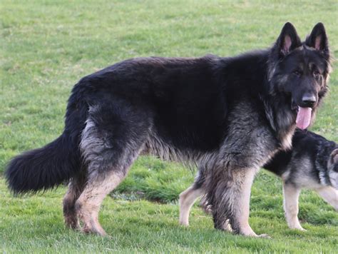 Quality Old Style Large German Shepherds Big Dogs Ofa Breeders