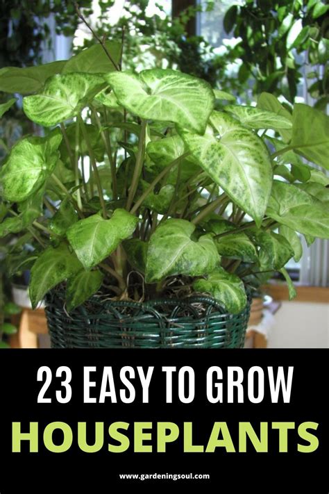 Easy To Grow Houseplants