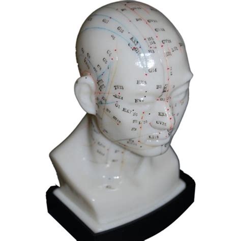 Jual Patung Manekin Titik Akupuntur Kepala Model Alat Titik Akupuntur