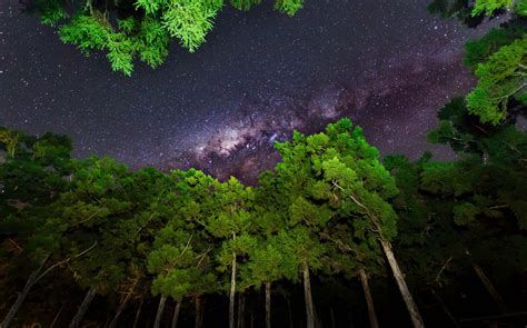 Sky Forest Stars Milky Way Wallpapers Hd Desktop And Mobile