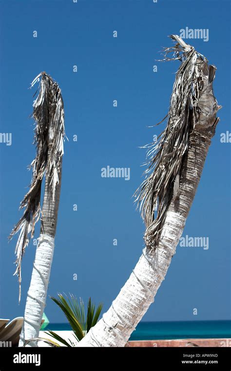 Palms Damaged By 2005 Hurricane Isla Mujeres Mexico Stock Photo Alamy