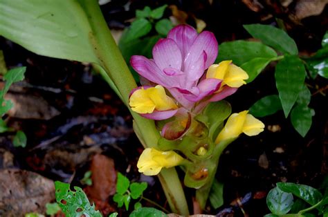 Hill Turmeric Flowers Of Curcuma Pseudomontana From Zingib Flickr