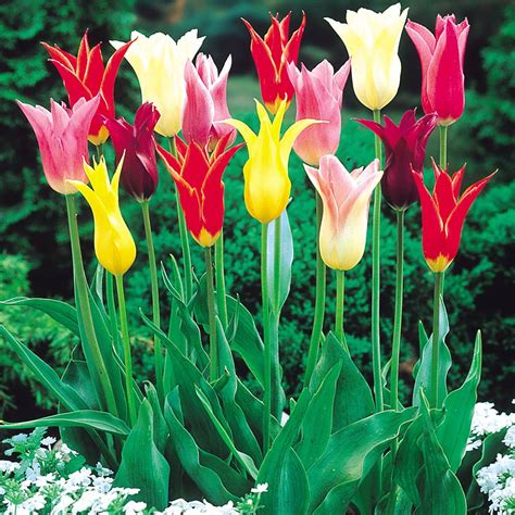 Tulip Lily Flowering Mixed 1011cm Mirror Garden Offers