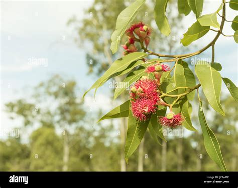 Australian Bush Background With Native Gum Trees And Red Flowering