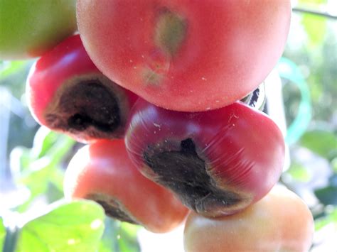 Blossom End Rot Fruit Disorder On Tomatoes Vegetable Pathology