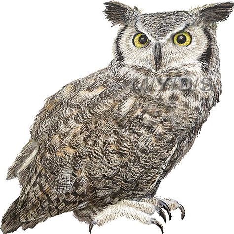 Great Horned Owl Clipart Clip Art Library