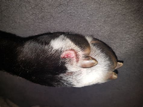 Bei kleineren wunden können sie das selbst übernehmen Wann muss Hundewunde genäht werden? (Gesundheit, Hund ...