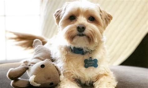 12 Amazing Things About Yorkie Poo Yorkie Poodle Mix Dogs Yorkie