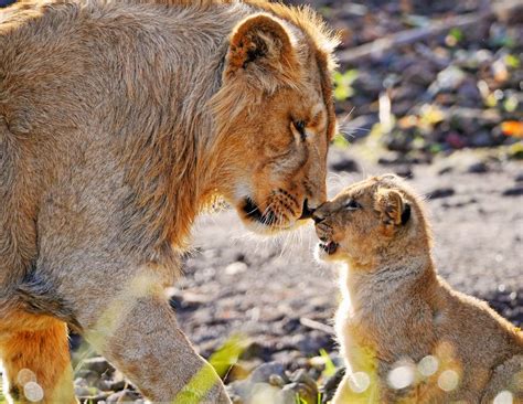 Maybe you would like to learn more about one of these? 34 Super Cute Animals - Funoramic