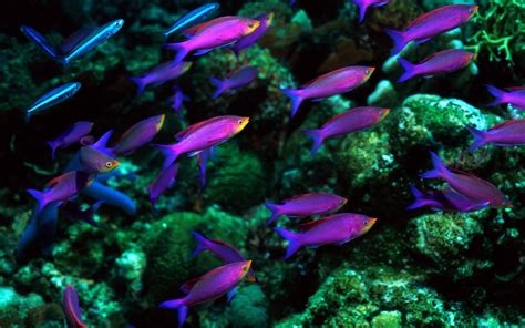 Fish Pictures Ocean Wallpapers Chapter 1 Hd Animal
