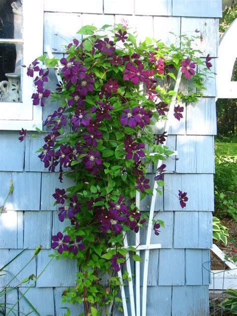 After planting, untie stems from the cane and push four or five canes into the soil near the clematis and angle them towards the trellis, securing them with garden twine. Les 12 meilleures images du tableau Plantes grimpantes et ...