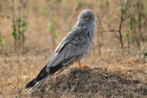 Migratory Bird Montagus Harrier May Lose Habitat With Airport Coming