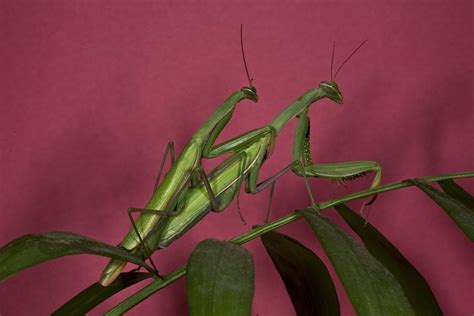 Heres What Male Praying Mantis Are Doing To Avoid Getting Eaten During