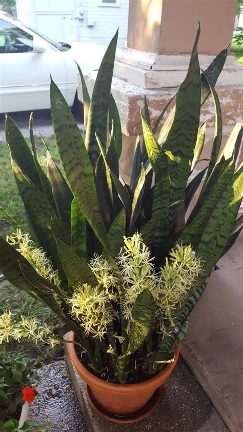 The native species provided through the program will help grow our city's urban forest and support wildlife. Mother in law's tongue blooming right now. | Indoor herb ...