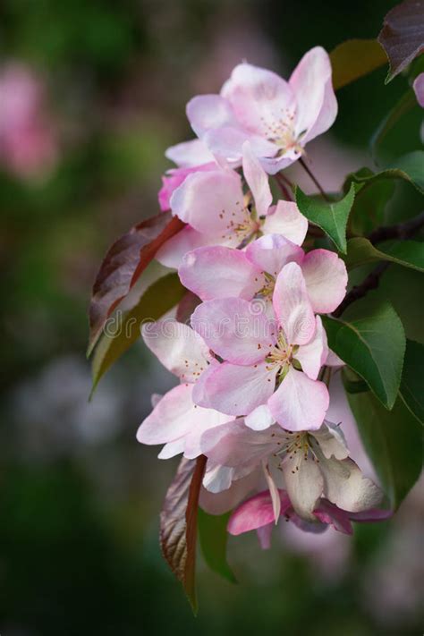 Pink Apple Blossoms Stock Image Image Of Scent Tender 54293557
