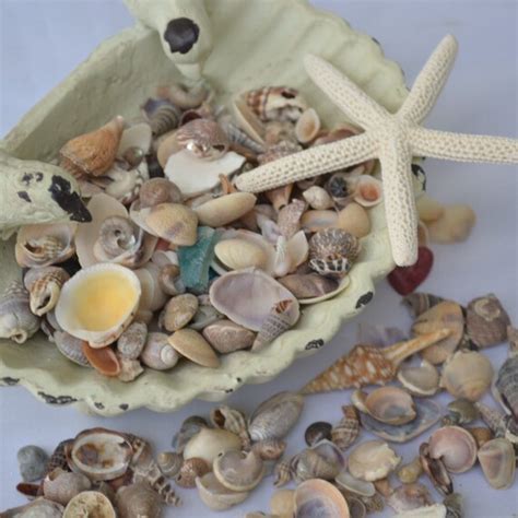 Assorted Small Seashells For Crafts Or Decor 14 Cup