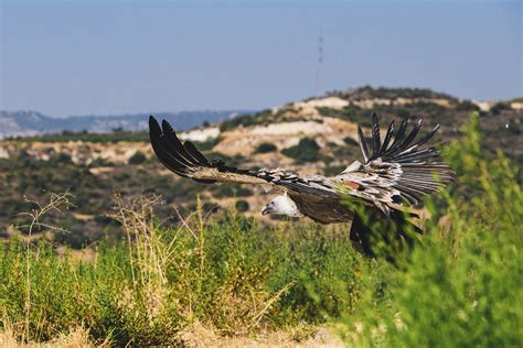 First Vultures From Spain Released In Cyprus Birdlife Cyprus