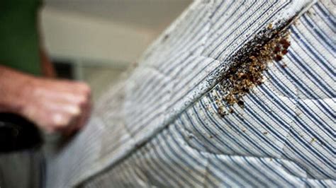 Infested Bed Bugs Bed Bug Get Rid