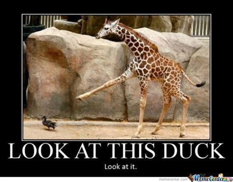 33 Very Funny Giraffe Memes Images S Graphics And Photos Picsmine